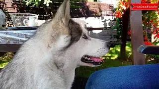 Slow Motion | Sibirischer Husky iss ein keks / Siberian Husky eat a cookie - Hajn&oacute;wka #theslowmoguys