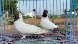 German nun.  breeding pairNear by Chidambaram Transportation Available Contact:9789760791