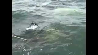 BIG CORMORANT LAKE CAR RECOVERY 2001