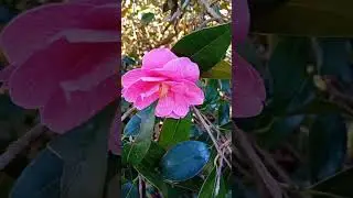 Camellia Japonica 🌸 #nature #shorts #pinkflower #spring #plants#garden #naturelover #viral #tlilac