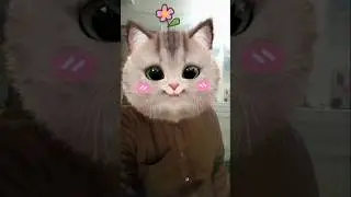 Funny Face Cat 😹 | Cute Cat Expressions That Will Make You Laugh 😂