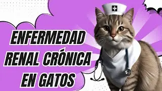 Cuidado de los Gatos: La Enfermedad Renal Cr&oacute;nica