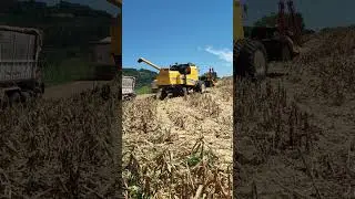 Parte 2 colhendo milho com uma New Holland tx 5.90
