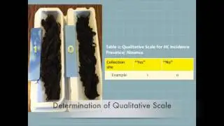 E. Science Summer Project - Hydrocarbons