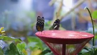 Audubon Butterfly Garden and Insectarium - New Orleans, Louisiana