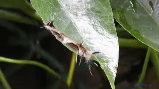 insect.250603001p08tt-caterpillar of Kunugia divaricata 斜紋枯葉蛾幼蟲-A001C01