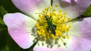 Thick-Legged Flower Beetle on Dog Rose