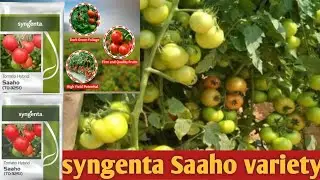 Syngenta Saaho ! Hybrid Variety| Syngenta Saaho |Saaho To 3251 Hybrid Seeds 😱