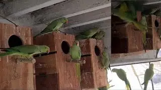 Ringneck Colony Breeding Setup Progress in Pakistan 2024 || 2025
