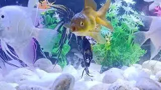 AquariumFish Compilation#0489, Beautiful Fish Aquarium