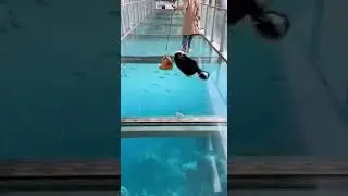 😂🧠🐟300 IQ Cat Walks on Ocean Floor Dog Unbelievable Skills #cats #dogs #pets