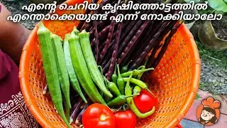 എന്റെ ചെറിയ കൃഷിത്തോട്ടത്തിൽ എന്തൊക്കെയുണ്ട് എന്ന് നോക്കിയാലോ🌱