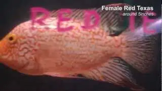 female red texas around 5inches
