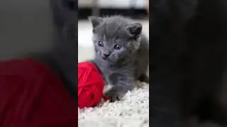 #cat #funny # catfunny #ai vedio  #ninimo😍😊