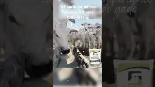 Refinaria Sal salinas, aqui voc&ecirc; encontra sal para uso industrial, agropecu&aacute;ria e pra consumo humano
