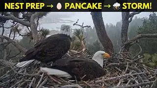 Storm Coming! ⛈️ Jackie & Shadow Prepare Nest - Jackie Pancakes Before Harsh Weather!