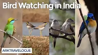Bird watching in India | Bird Photography | Our local Birds - 01 | ARK Travelogue
