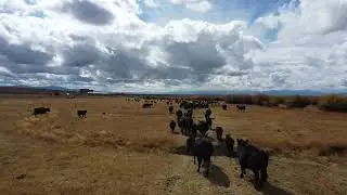 Horse Prairie Cattle roundup