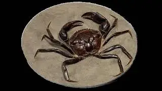 Some fun with a fossil crab.  Why not...