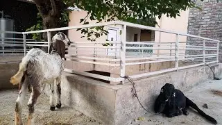 Bakrun Ka Treatment Krwa Diya || Bakray Sust Hu Gaye