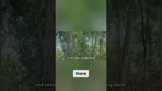 Creepy Forest Sounds - What's Hiding In The Trees