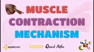 Muscle Contraction Mechanism | Myofilaments