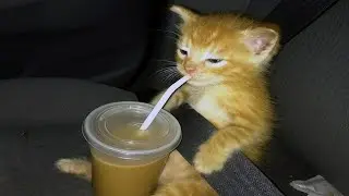 cats acting weird