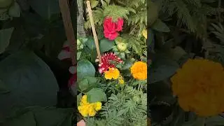 Winter plants Shopping #gardening #flowers #plants #nature