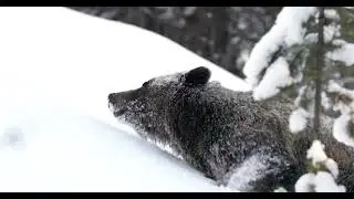 Grizzly Bear 399 & 4 Cubs Head to the Den-Wildlife Photography-Jackson/Grand Teton Park/Yellowstone
