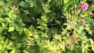Muis snoeit Geranium / Mouse deadheads Geranium