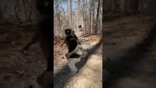 Lemurs are small primates that are native to Madagascar and are one of Earth&rsquo;s  #ytshorts