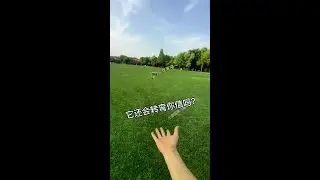 Flying Pets # Gliding Possom, Flying Mice # Adorable Pet # Freestyle Throwmaker In Favour With Girl
