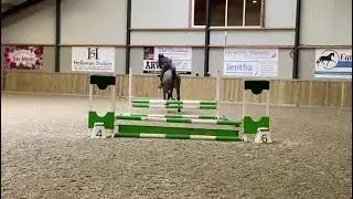 4 jarig talentvol springpaard