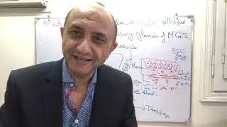 Male genital system part 4