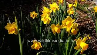 Daffodils nod in Himalayan spring, even as Laughing Thrushes and Hill Partridge call in bright sun