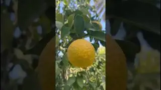 Hareeq orange farm🍊orange festival🍊#saudiarabia #orangefarm #orangefestival #natural #wintervibes