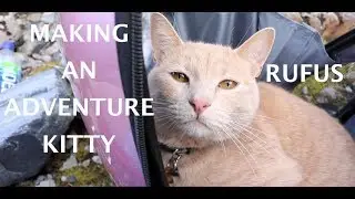 Taking Our Cat on His First Hike