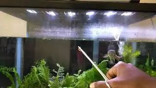 Golden cobra snakehead jump feeding