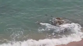 cormorans