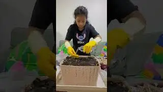 Compost  heap project Sophia M  Adhikari