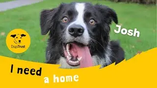 Josh the clever Border Collie | Dogs Trust Snetterton