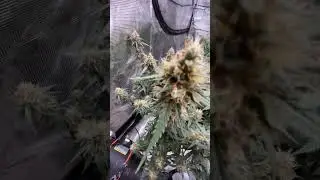 Day 10 / Day 17 / Day 78 #growwithlove #420 #growerscommunity
