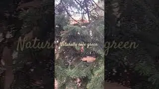 naturally safe green