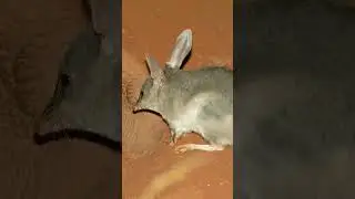 Introducing This Cute Animal ~ BILBY #animalfacts #funfacts #animal