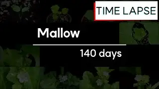 [Full] Mallow Life Cycle Time Lapse 4K | House Plant | Instrumental Music | Home Gardening