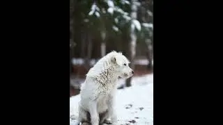 Lonely cute puppy Clip 48 #puppy #dog #cute