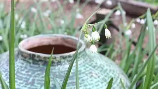 An April afternoon at Dalston Curve Garden, Spring 2020