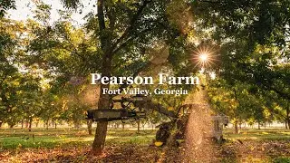 Pearson Farm Pecans | Tree-Ripe Fruit Co.