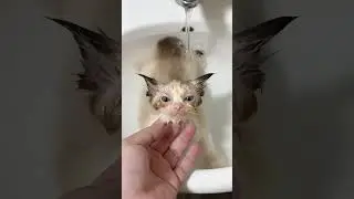 Kitten Ki First Bath 😻Cuteness Overloaded! 🛁 #shorts #kitten #cuteanimals #bath #cat