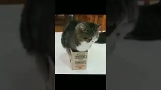 She tries to fix in all the boxes 😸 #shorts #funnycatsvideos #cutecatsshorts #youtubeshorts